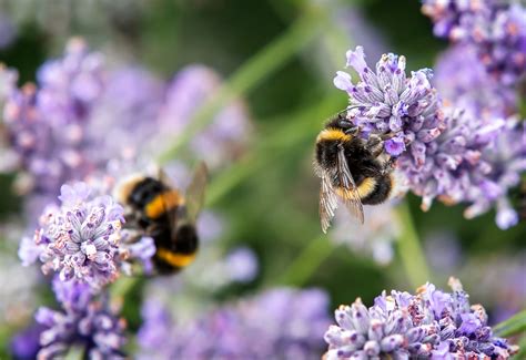 How Flowers Communicate Through Color: The Language of Pollination | Color Meanings