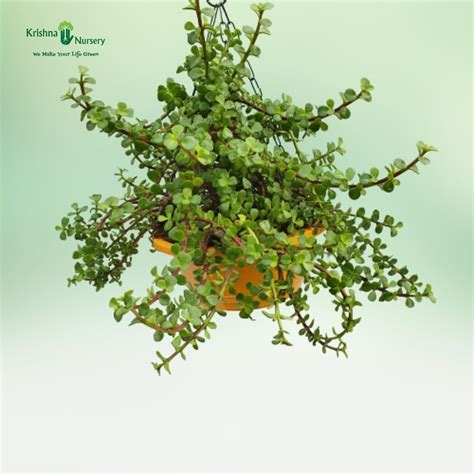 Red Alternanthera Basket