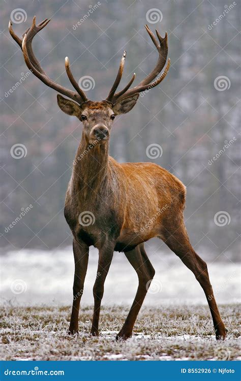 Red deer stag stock photo. Image of grass, deer, nature - 8552926