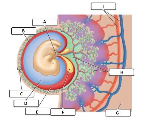 Placenta Development Notes Anatomy 的图像结果