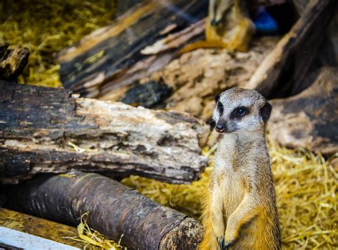 Four Legged Wild Animals