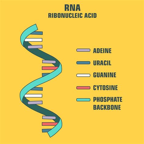 RNA Full Form 的图像结果