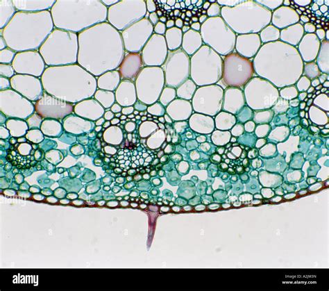 CORN (ZEA MAYS) CROSS SECTION OF MATURE STEM SHOWING VASCULAR BUNDLES ...
