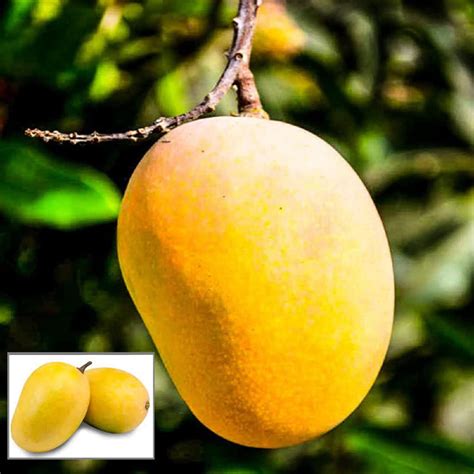 Buy Anwar Ratol Rataul Mango Aam Grafted Fruit Plant – Up to 50% OFF ...