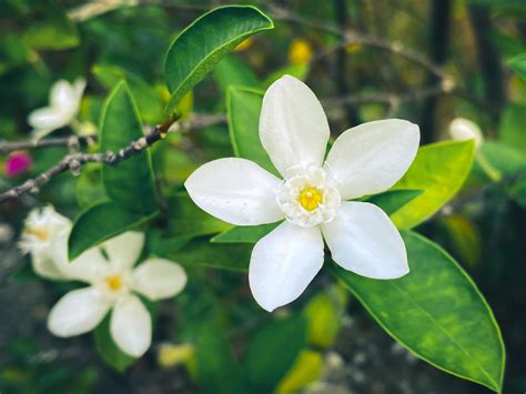 Five-petaled white jasmine flowers are blooming,white color,small five ...