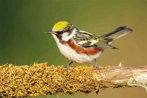 Chestnut-Sided Warbler Bird Facts - Setophaga Pensylvanica - A-Z Animals