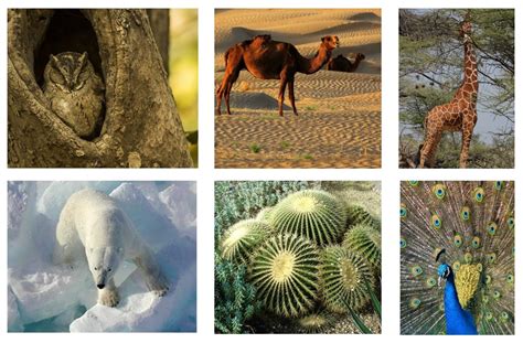 Define Ecosystem 的图像结果