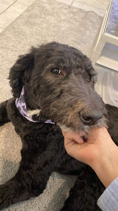 Miso Tokki on Twitter: "Festive 🦇💜…