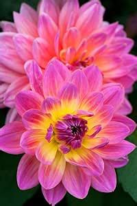 Ritz Farming Rare Dahlia Flower Bulbs | Eye-catching Home Decorative ...