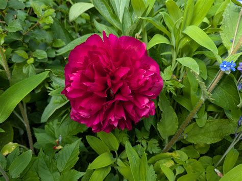 When is a theme a melody? | Susan Tomes