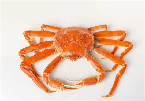 The Origin and Journey of Snow Crab to Your Plate