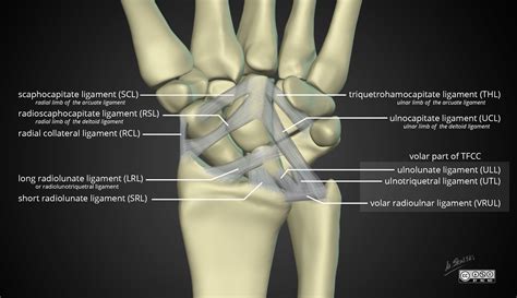 Radiopaedia - Drawing Extrinsic ligaments of the wrist volar view - English labels | AnatomyTOOL
