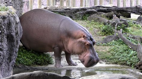 Image result for Hippo Has Exploding Diarrhea