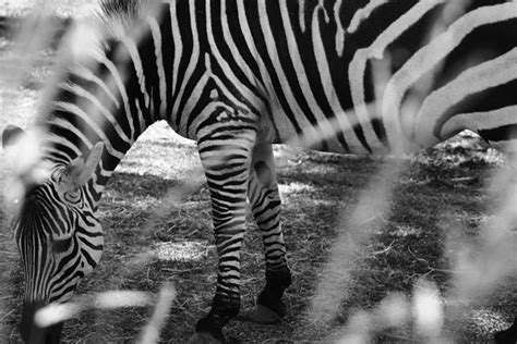 Image result for Decatur IL Attractions