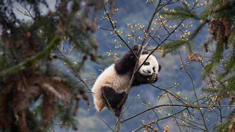 碧峰峡熊猫基地的大熊猫宝宝，中国四川 (© Suzi Eszterhas/Minden Pictures) @20210316 ...