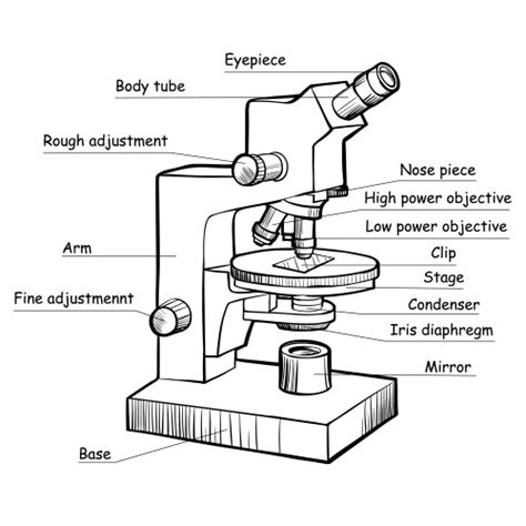 Electron Microscope Drawing 的图像结果