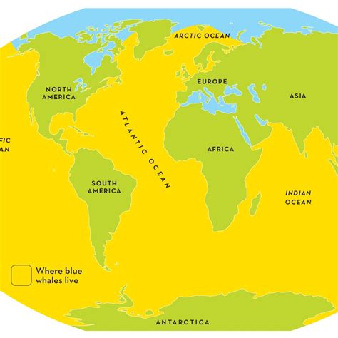 Where Do Blue Whales Live