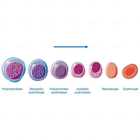Erythropoiesis vector | Medical school stuff, Medical knowledge, Medical laboratory science