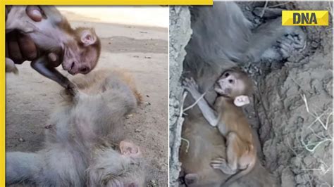 Image result for Baby Monkey Exploding