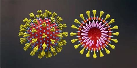 新冠病毒产生149个突变和2个亚型，需要担心传染性和毒性改变吗？-《麻省理工科技评论》中文网