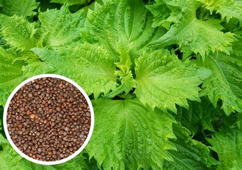 What Are Caraway Seeds In Hindi | Storables