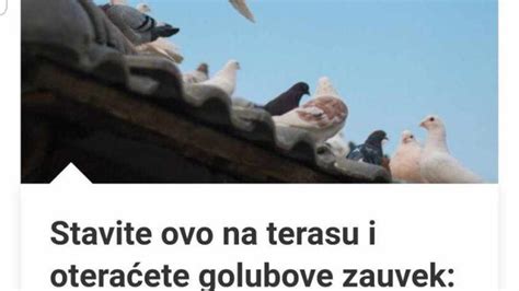 Stavite Ovo Na Terasu I Oteraćete Golubove Zauvek: Jednostavna Rešenja ...