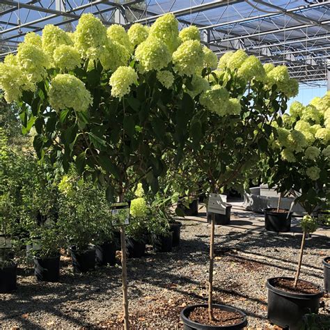 Limelight Panicle Hydrangea Tree Form - Southern Idaho Landscape Center