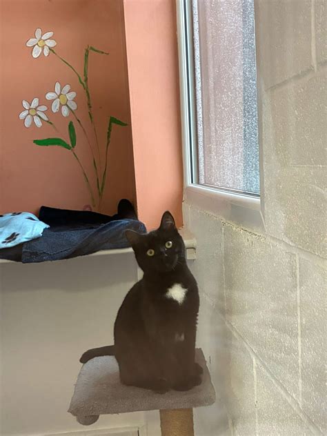 Porthos, Athos and Aramis – Society for Abandoned Animals