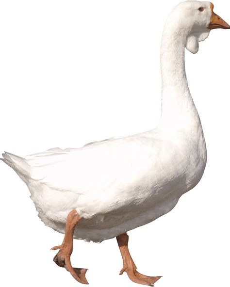 Free Goose Png, Download Free Goose Png png images, Free ClipArts on ...
