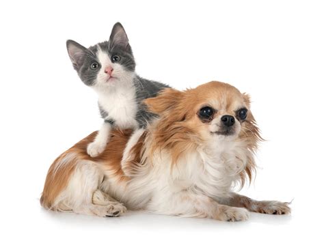 10 Reasons Why Cats Are Better Than Dogs