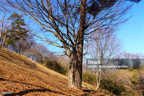 Image result for Many Trees Off One Root