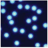 Fluorescent Microparticles and Nanobeads