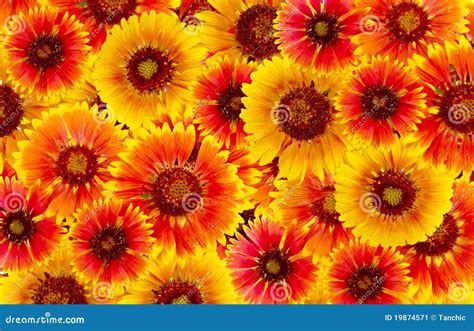 Red Yellow Flowers Images / Rose images flower images stock flower ...