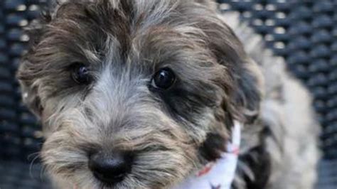 Yorkie Poo Puppies for Sale in Islip NY | Yorkie Poo Breeders