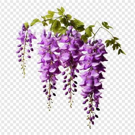 Images de Wisteria – Téléchargement gratuit sur Freepik