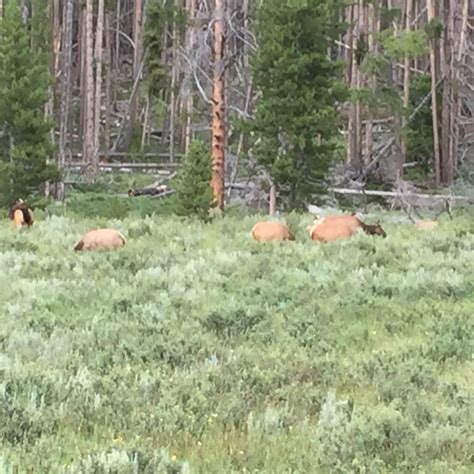 Timber Creek Campground | The Dyrt