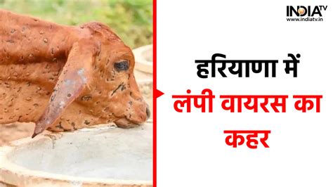 हरियाणा में 'लंपी स्किन डिजीज' का प्रकोप, अब तक कई गाय-भैंस हुईं शिकार ...
