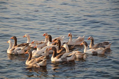 Free Images : duck, water bird, fauna, ducks geese and swans, goose ...