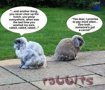 Image result for Show-Me Children's Funny Rabbit Faces