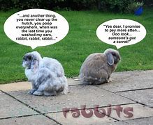 Image result for Funny Image of a Rabbit and Sigmund
