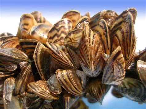 Yip Yeah we were invasive mussel FREE in 2015! Learn how to keep it that way in 2016. - CKISS ...