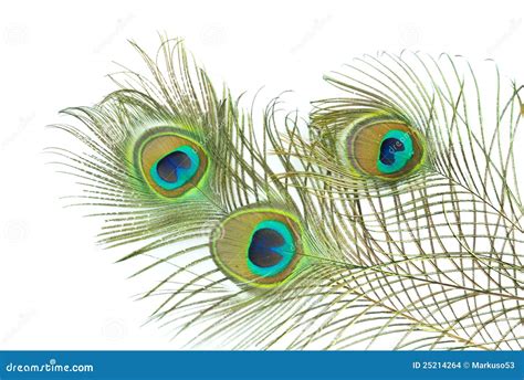 Shuttle Cock Feather Texture 的图像结果