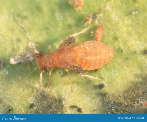 A Nymph Orange Assassin Bug Royalty-Free Stock Photography ...