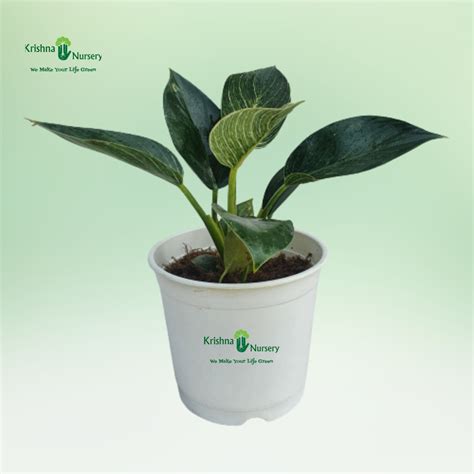 Aglaonema Butterfly Dark Green