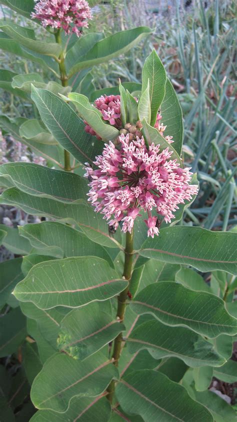 Common Milkweed