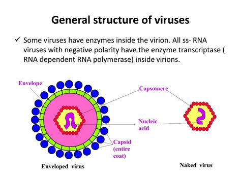 Basic Virus Structure 的图像结果