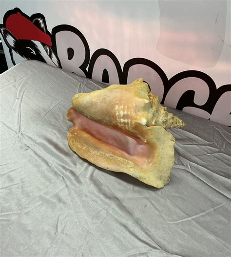 Image result for Large Conch Shell