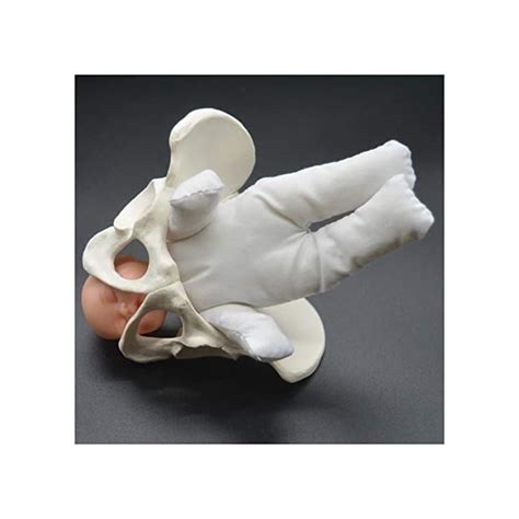 Buy Heman779t Female Pelvis Childbirth Model - Mini Female Pelvis And ...