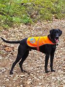 Image result for Matching Security Dog Vest