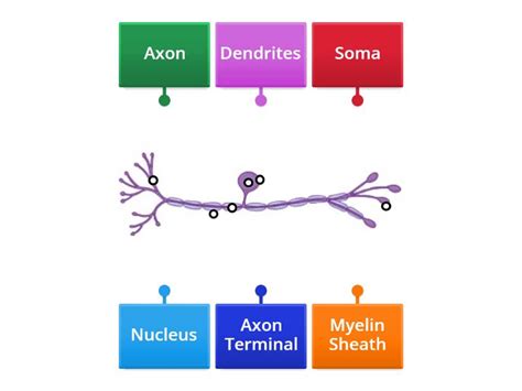 Labelling a Neuron 的图像结果